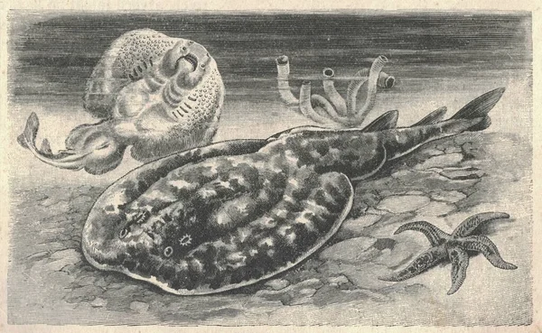 Starožitná Ilustrace Elektrického Paprsku Ročník Znázorňující Necitlivé Ryby Starožitný Obrázek — Stock fotografie