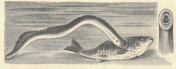 칠성장어에 고대의 유럽의 먹이의 빈티지 유럽의 매사냥꾼의 수염수리는 바다를 형태를 — 스톡 사진