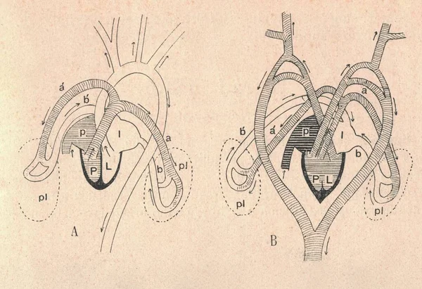 Antica Illustrazione Incisa Del Cuore Mammifero Del Cuore Rettile Illustrazione — Foto Stock