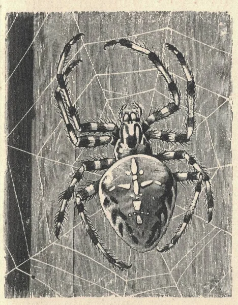 Starožitná Ilustrace Evropského Zahradního Pavouka Ročník Ilustrace Diadém Pavouka Starožitný — Stock fotografie