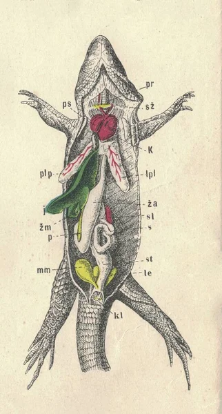 Ilustração Antiga Gravada Das Vísceras Lagarto Areia Ilustração Vintage Das — Fotografia de Stock