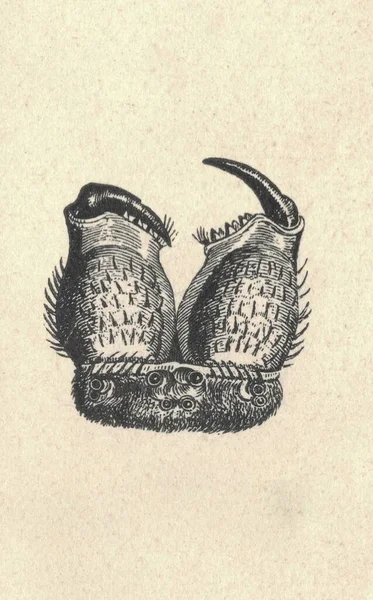 Antieke Illustratie Van Europese Tuinspin Ogen Bijtende Voelsprieten Vintage Afbeelding — Stockfoto