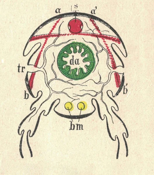 Antique Illustration Arthropod Vintage Illustration Cross Section Arthropod Antique Picture — Stock Photo, Image