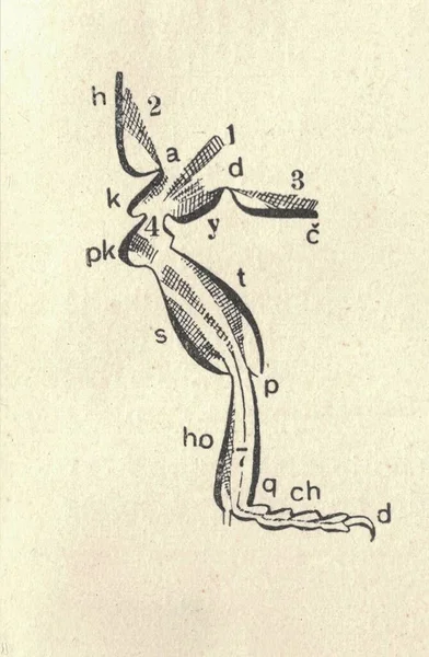 Vintage Απεικόνιση Του Ποδιού Εντόμων Αντίκα Στο Πόδι Του Εντόμου — Φωτογραφία Αρχείου