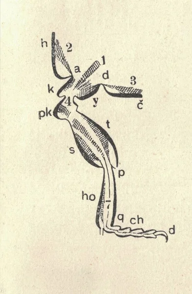 곤충의 다리에 빈티지 다리의 다리의 곤충의 다리와 그림의 전설을 세밀하게 — 스톡 사진