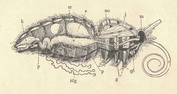 Jahrgangsabbildung Des Schmetterlingsverdauungssystems Stark Vergrößert Antikes Bild Des Schmetterlingsverdauungssystems Antikes — Stockfoto