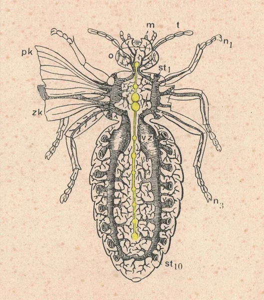 Урожайна Ілюстрація Комахи Нерви Трахеї Антична Картина Нервів Комах Трахеї — стокове фото