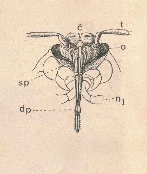 Illustration Gravée Antique Vraie Tête Insecte Illustration Vintage Tête Insecte — Photo