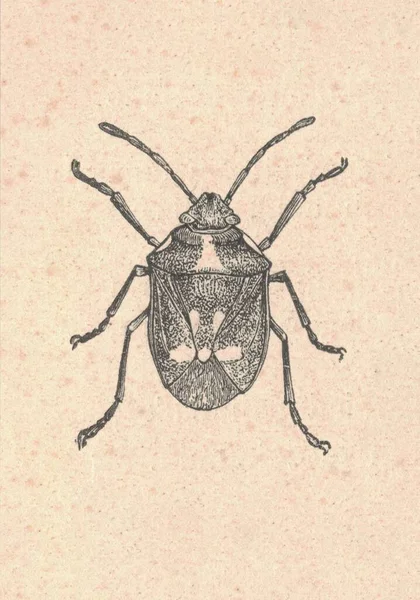 Ilustración Grabada Antigua Del Verdadero Insecto Ilustración Vintage Del Insecto —  Fotos de Stock