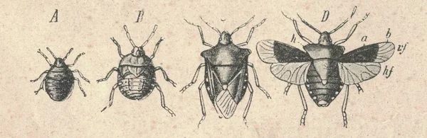 Antike Gravierte Illustration Der Wahren Käfermetamorphose Vintage Illustration Der Bug — Stockfoto