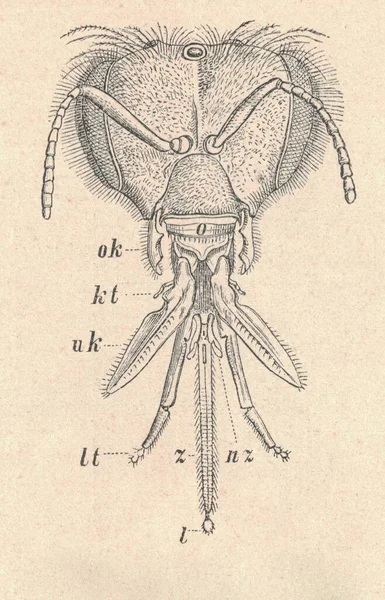 Antieke Gegraveerde Illustratie Van Westerse Honingbij Arbeidershoofd Vintage Illustratie Van — Stockfoto