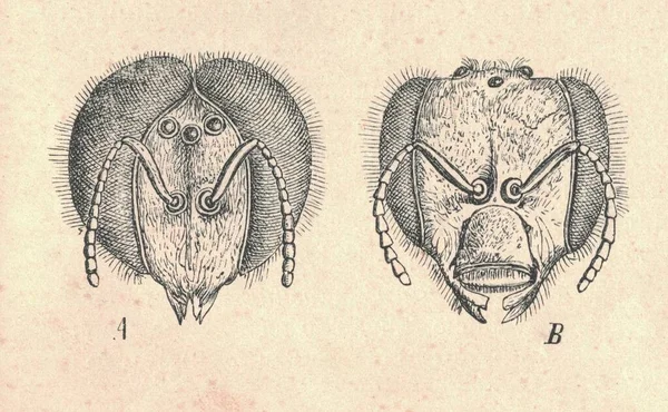 Antike Gestochene Illustration Der Westlichen Honigbienenköpfe Jahrgangsabbildung Der Europäischen Honigbiene — Stockfoto