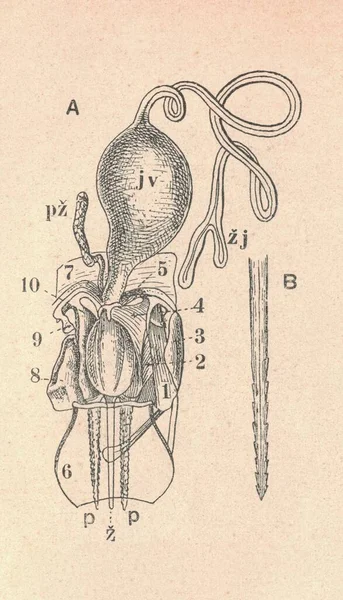 Винтажная Иллюстрация Европейского Аппарата Жало Пчелы Сильно Увеличенного Антикварная Картина — стоковое фото