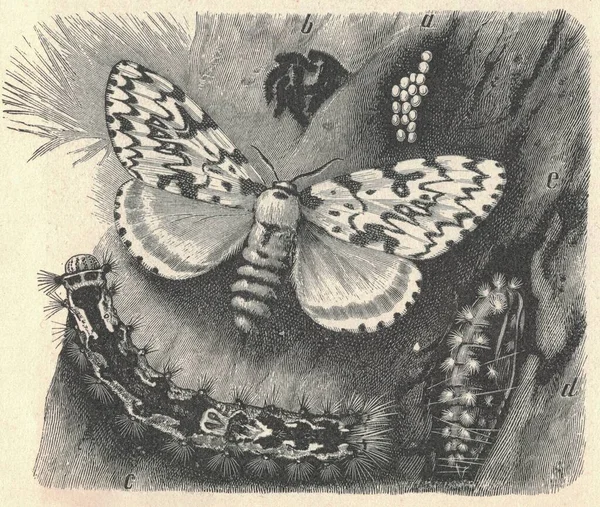黒のアーチ変態のアンティーク彫刻イラスト 黒いアーチ変態のヴィンテージイラスト 修道女の蛾の古い刻まれた画像 Lymantria Monachaの蛾は 翼幅が40 Mmです 白い額をしてる — ストック写真