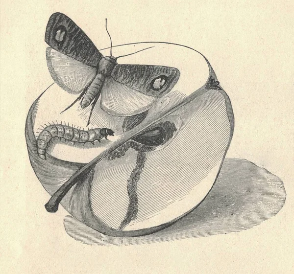 Антикварні Гравіровані Ілюстрації Метаморфозу Молюсків Carpocapsa Pomonella Урожайна Ілюстрація Метаморфозу — стокове фото