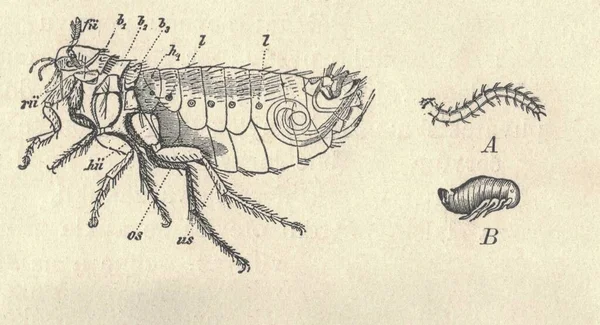 Zabytkowa Ryta Ilustracja Ludzkiej Metamorfozy Pcheł Klasyczna Ilustracja Metamorfozy Pcheł — Zdjęcie stockowe