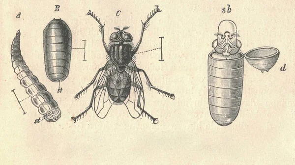 Antigua Ilustración Grabada Metamorfosis Mosca Doméstica Musca Domestica Ilustración Vintage — Foto de Stock