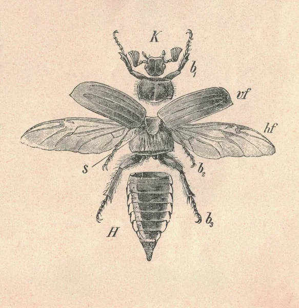 コクのあるボディパーツのアンティークなエングレービングイラスト メイバグのボディパーツのヴィンテージイラスト より大きなメイビートル体の部分の古い刻まれた画像 人形の虫の体の部分の写真 1907年刊行 — ストック写真