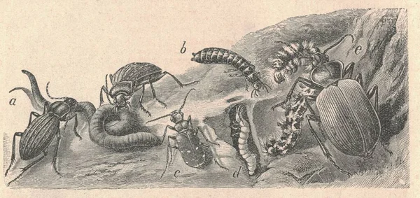 Ilustração Antiga Gravada Dos Besouros Ilustração Vintage Dos Besouros Larvas — Fotografia de Stock