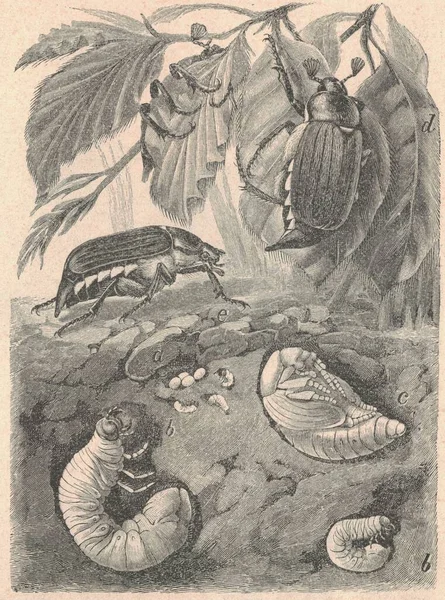 Antica Illustrazione Incisa Della Metamorfosi Del Cockchafer Illustrazione Vintage Del — Foto Stock
