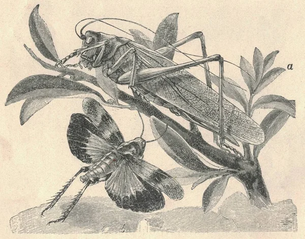 Antique engraved illustration of the grasshopper. Vintage illustration of the bush-crickets. Old engraved picture of the conehead. Picture of (long-horned) grasshopper. Book illustration published 1907. Grasshoppers are a group of insects belonging t
