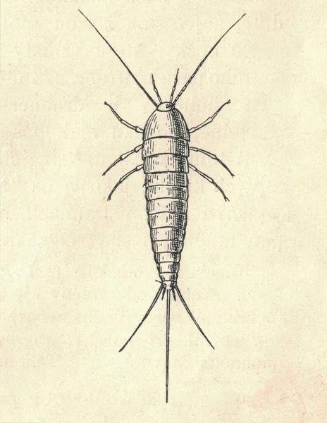 조각된 물고기의 피쉬의 빈티지 물고기의 피쉬의 사진입니다 1907 비늘돔 Lepisma — 스톡 사진