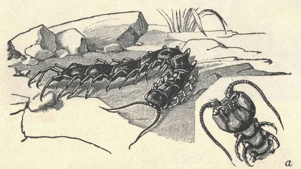 古色古香的褐色刺猬的雕刻画 古色古香的石碑象形文字 Lithobius Forficatus的古老雕刻画图片上的褐色刺猬 1907年出版书籍图解 Lithobius Forficatus 最常见的是Kno — 图库照片