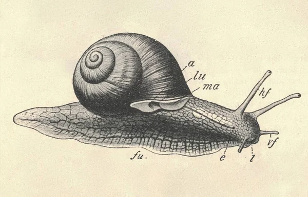 조각된 달팽이의 부르고뉴 달팽이의 빈티지 그림이야 Helix Pomatia 1907 Helix — 스톡 사진
