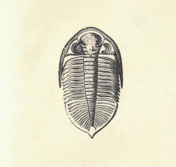 Antika Oymalı Trilobit Çizimi Trilobit Klasik Çizimi Trilobit Eski Oymalı — Stok fotoğraf
