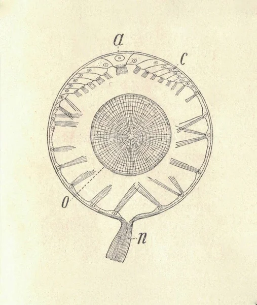 고대의 조각된 달팽이의 부르고뉴 달팽이의 빈티지 에스카 Helix Pomatia 시스템 — 스톡 사진
