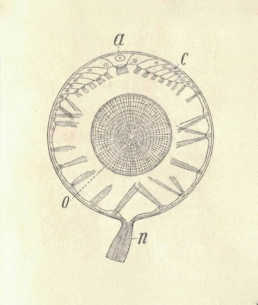 Ilustração Antiga Gravada Caracol Romano Sistema Auditivo Ilustração Vintage Caracol — Fotografia de Stock