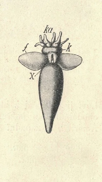 古式的Clio Borealis雕刻画 古色古香的Clio Borealis插图 古老的雕刻画 1907年出版书籍图解 属于这个科的Clio属物种在北极和安塔地区数量巨大 — 图库照片