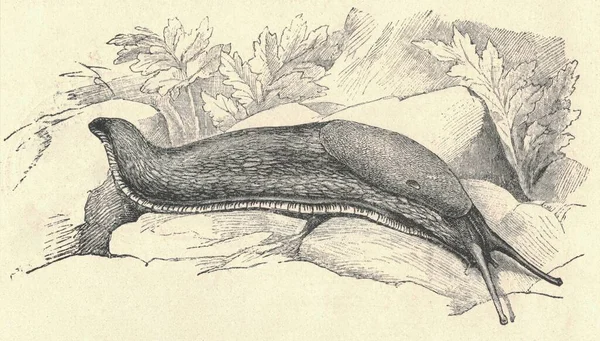 Antique engraved illustration of the black slug. Vintage illustration of the black arion. Old engraved picture of the European black slug. Picture of the Arion ater. Cross section. Book illustration published 1907. The black slug (also known as black