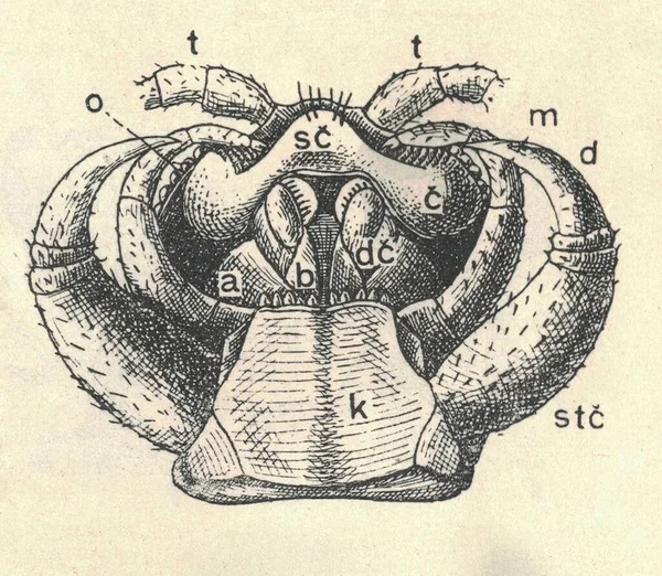 지네의 머리에 확대되어 지네의 머리에 고전적 Lithobius Forficatus 1907 — 스톡 사진