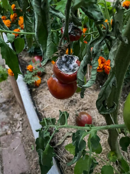 Czerwony Zgniły Pomidor Zielonymi Liśćmi Pomidora Szklarni Jesienią — Zdjęcie stockowe