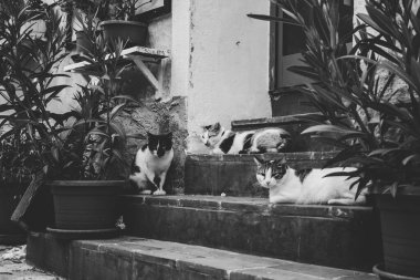 Beyaz ve siyah kürklü üç kedi yeşil bitkilerin yanındaki tahta merdivenlerde yatıyor. Siyah ve beyaz resim.
