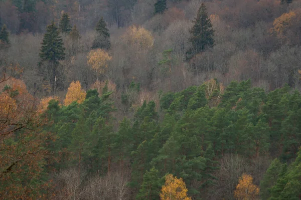 Ομιχλώδες Δάσος Ομιχλώδες Πρωινό Φθινόπωρο Μακρινός Ορίζοντας Ερυθρελάτη Και Πεύκο — Φωτογραφία Αρχείου
