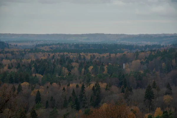 Mlhavý Les Mlhavém Ranním Podzimu Vzdálený Horizont Smrk Borovice Les — Stock fotografie