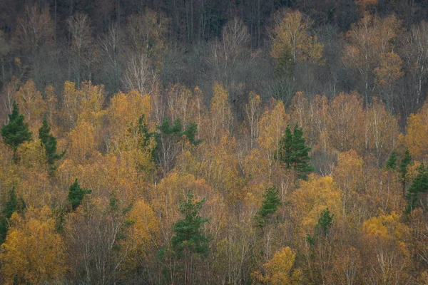 Sisli Sonbahar Sabahında Sisli Bir Orman Ufuk Çizgisinde Ladin Çam — Stok fotoğraf