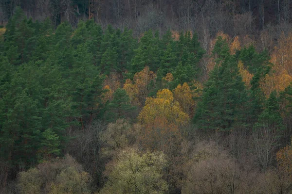 Ομιχλώδες Δάσος Ομιχλώδες Πρωινό Φθινόπωρο Μακρινός Ορίζοντας Ερυθρελάτη Και Πεύκο — Φωτογραφία Αρχείου