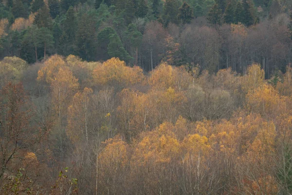 Bosque Brumoso Niebla Mañana Otoño Horizonte Lejano Abeto Pino Bosque —  Fotos de Stock