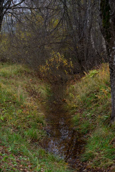 牧草地の水の溝は茂みや黄色の秋の葉で生い茂っています — ストック写真