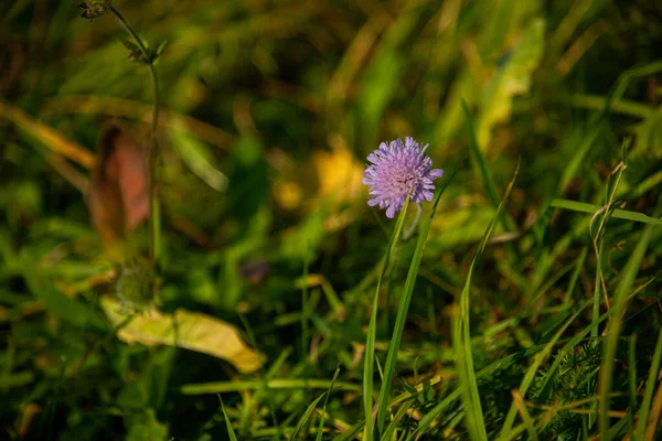 Trébol Púrpura Cerca Una Hierba Verde Otoño Amarillo Soleado — Foto de Stock