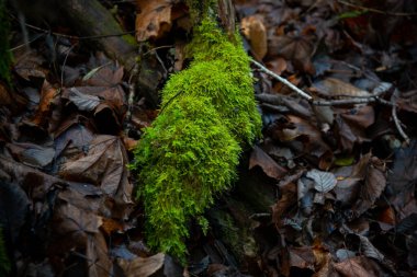 Yeşil yosunlarla kaplı bir sandık ve taş. Yüksek kalite fotoğraf