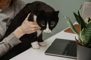 Şirin kedi dizüstü bilgisayarın başında oturuyor ve internette çalışan genç bir kadına yardım ediyor. Merkez ofis. Kedisiyle dizüstü bilgisayarda çalışan bir kız yastık ve bitkilerle dolu modern bir odada birlikte oturur. Sadık bir dost