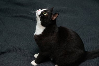 Siyah kedi gri bir battaniyenin üzerinde oturuyor. Bir yatakta ya da kanepede. Yukarı bak..