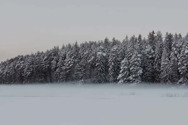 Beautiful Winter Landscape Nature Snow Forrest Scene Outdoor Backgrounds — Stockfoto