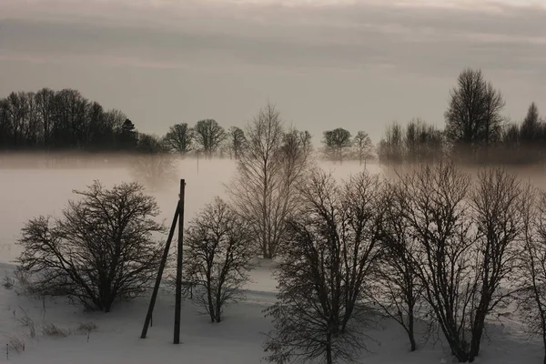 Misty Winter Landscape Tree Silhouettes Wooden Electricity Poles — Stockfoto
