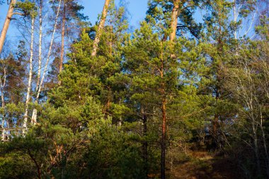 Deniz kenarında güneşli bir kış gününde yeşil çamlar.