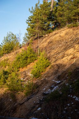 Kumsalda büyüyen küçük yeşil çam ağaçlarıyla kumlu uçurum. Mavi kış günü gökyüzü